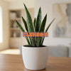 Clemson University Acrylic Plant Stake