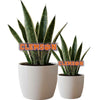 Clemson University Acrylic Plant Stake