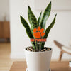 Clemson University 'Go Tigers'  Acrylic Plant Stake