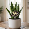 University of Colorado Buffalo Acrylic Plant Stake
