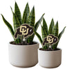 University of Colorado Buffalo Acrylic Plant Stake