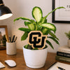 University of Colorado CU Color Plant Stake