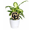 University of Colorado CU Color Plant Stake