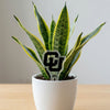University of Colorado CU Acrylic Plant Stake