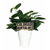 University of Colorado Color Plant Stake
