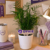 Delta Phi Epsilon Logo Color Plant Stake