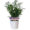 Delta Phi Epsilon Logo Color Plant Stake