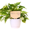 Delta Zeta Sign Color Plant Stake