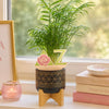Delta Zeta Logo Color Plant Stake
