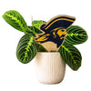 East Tennessee State University Buccaneer Color Plant Stake