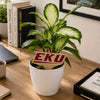 Eastern Kentucky 'EKU' Color Plant Stake