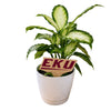 Eastern Kentucky 'EKU' Color Plant Stake
