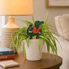 University of Florida Albert Color Plant Stake