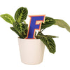 University of Florida Letter Color Plant Stake