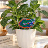 University of Florida Gator Head Acrylic Plant Stake