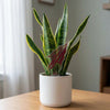 Florida State University Arrowhead Acrylic Plant Stake