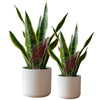 Florida State University Arrowhead Acrylic Plant Stake