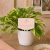 Gamma Phi Beta Motto Color Plant Stake