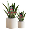 University of Georgia Arch Acrylic Plant Stake