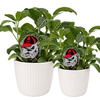 University of Georgia Uga Acrylic Plant Stake