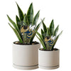 Georgia Tech Buzz Acrylic Plant Stake