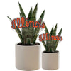 University of Illinois Script Acrylic Plant Stake