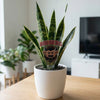 Indiana University Bison Head Acrylic Plant Stake