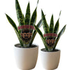 Indiana University Bison Head Acrylic Plant Stake