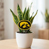 Iowa Hawkeye Acrylic Plant Stake
