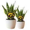 Iowa Hawkeye Acrylic Plant Stake