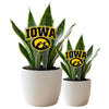 Iowa Logo Acrylic Plant Stake