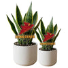 Iowa State Cyclones Acrylic Plant Stake