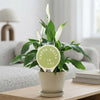 Kappa Delta 1897 Color Plant Stake