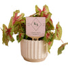 Kappa Delta Sorority Color Plant Stake