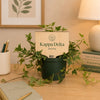 Kappa Delta Shell Color Plant Stake