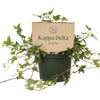 Kappa Delta Shell Color Plant Stake