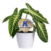 Kent State Golden Eagle Color Plant Stake