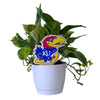 University of Kansas Jayhawk Color Plant Stake