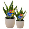 University of Kansas Jayhawk Acrylic Plant Stake