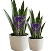 Kansas State University Shield Acrylic Plant Stake