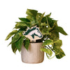 Kennesaw Mountain High School Color Plant Stake