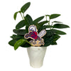 Liberty University Sparky Color Plant Stake