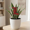 University of Louisville 'L' Acrylic Plant Stake