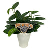 Mercer Bears Color Plant Stake