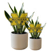 Michigan Logo Acrylic Plant Stake