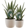 Michigan State Sparty Head Acrylic Plant Stake