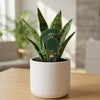 Michigan State Spartan Helmet Acrylic Plant Stake