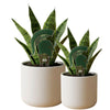 Michigan State Spartan Helmet Acrylic Plant Stake