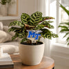 Middle Tennessee Logo Color Plant Stake
