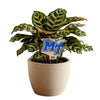 Middle Tennessee Logo Color Plant Stake